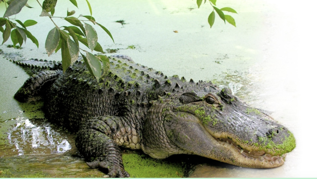 Iguana